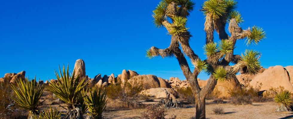 joshua trees