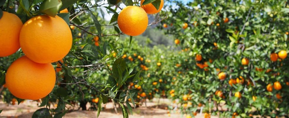 orange trees