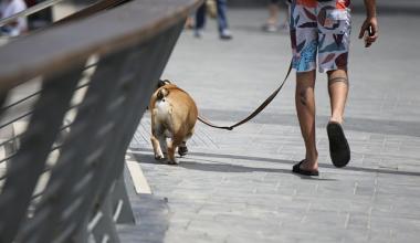 man walking a dog