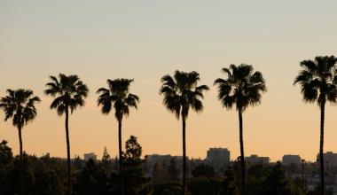 sunset and palm trees