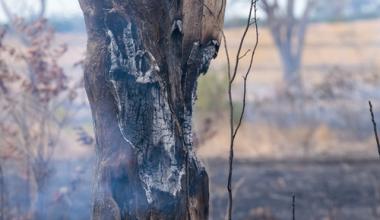 burned tree