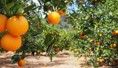 orange trees
